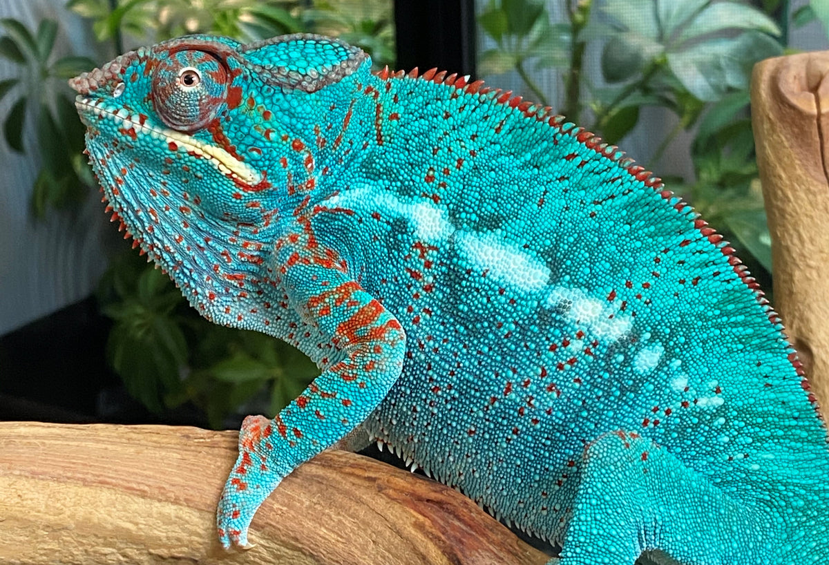 ALL CHAMELEONS FOR SALE FramsChams Panther Chameleons all-chameleons-for-sale-framschams-panther-chameleons