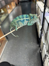 Load image into Gallery viewer, AMBANJA/NOSY FALY male (R8)