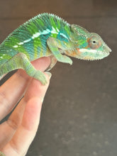 Load image into Gallery viewer, AMBILOBE Panther Chameleon: Frank x Sandy (J6)