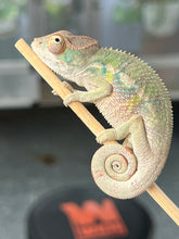 Load image into Gallery viewer, Ambilobe male: Starburst x Margaret (R3)