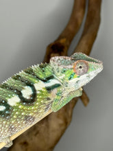 Load image into Gallery viewer, SAMBAVA Panther Chameleon male: (E10)