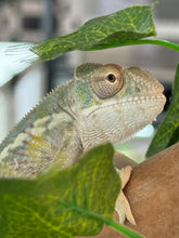 Load image into Gallery viewer, AMBILOBE Panther Chameleon: Frank x Sandy (J7)