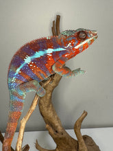 Load image into Gallery viewer, AMBANJA Panther Chameleon: (E23)