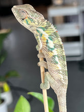 Load image into Gallery viewer, Ambilobe male: Flash x Rocky (R7)