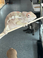 Load image into Gallery viewer, SAMBAVA Panther Chameleon: Marley x Mabel (R11)