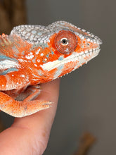 Load image into Gallery viewer, Young Panther Chameleon showing fiery orange-red coloration