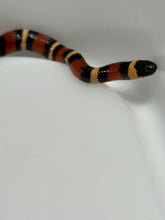 Load image into Gallery viewer, Apricot Pueblan Milk Snake- (MS2)