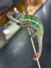 Load image into Gallery viewer, ANKILOBE Panther Chameleon: Ankify x Ambilobe (J5)