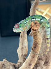Load image into Gallery viewer, AMBILOBE male: Sam x Amie (R19)