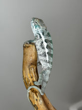 Load image into Gallery viewer, SURPRISE male: (R8)