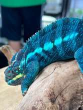 Load image into Gallery viewer, Ambanja male: GOODWIN
