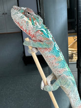 Load image into Gallery viewer, AMBILOBE Panther Chameleon male: (E33)