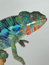 Load image into Gallery viewer, Stunning Ambilobe panther chameleon at FramsChams.com