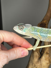 Load image into Gallery viewer, AMBILOBE Male Panther Chameleon: (E32)