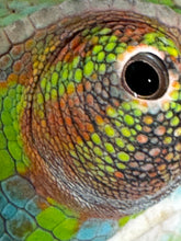 Load image into Gallery viewer, AMBILOBE Panther Chameleon: (E12)