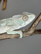 Load image into Gallery viewer, AMBILOBE FEMALE Panther Chameleon: šŗ (Q19)
