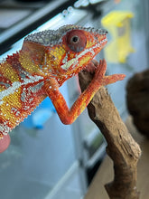 Load image into Gallery viewer, Ambilobe male: Dax x Whiskey Girl (C8)