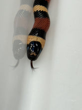 Load image into Gallery viewer, Apricot Pueblan Milk Snake- (MS1)