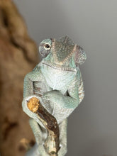 Load image into Gallery viewer, AMBILOBE Panther Chameleon: (E13)
