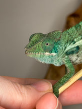 Load image into Gallery viewer, AMBANJA Panther Chameleon: (E7)