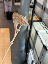 Load image into Gallery viewer, AMBANJA FEMALE Panther Chameleon x WC (S12)
