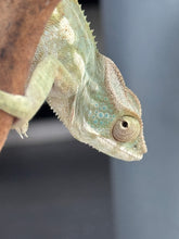 Load image into Gallery viewer, AMBILOBE FEMALE Panther Chameleon: šŗ (E34)
