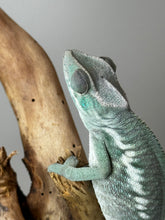 Load image into Gallery viewer, ANKIFY X AMBILOBE Panther Chameleon: (E17)
