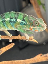 Load image into Gallery viewer, AMBILOBE Panther Chameleon: (E11)