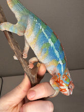 Load image into Gallery viewer, AMBILOBE Panther Chameleon: (J5)