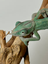 Load image into Gallery viewer, AMBILOBE Panther Chameleon: (E4)
