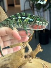 Load image into Gallery viewer, AMBILOBE Panther Chameleon: Frank x Sandy (C5)