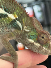 Load image into Gallery viewer, AMBILOBE Panther Chameleon: Frank x Sandy (J3)