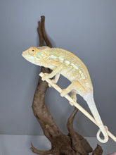 Load image into Gallery viewer, NOSY BE FEMALE Panther Chameleon: šŗ (S12)