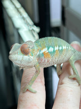Load image into Gallery viewer, AMBILOBE male: Sam x Amie (Q4)