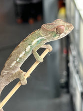 Load image into Gallery viewer, AMBILOBE male: Sam x Georgia (R9)