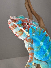 Load image into Gallery viewer, AMBILOBE Panther Chameleon male: (J1)