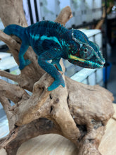 Load image into Gallery viewer, Ambanja male: GOODWIN