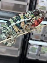 Load image into Gallery viewer, AMBILOBE male: WC Hawkeye x Nugget (I5)