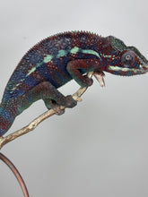 Load image into Gallery viewer, AMBANJA Panther Chameleon: (E15)
