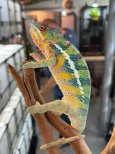 Load image into Gallery viewer, AMBILOBE male: WC Hawkeye x Nugget (J12)