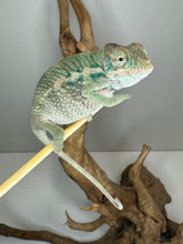 Load image into Gallery viewer, AMBILOBE Panther Chameleon male:(E31)