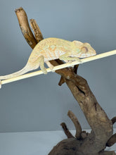Load image into Gallery viewer, AMBILOBE FEMALE - Flash x Phoenix female 🚺 (R15)