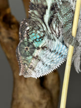 Load image into Gallery viewer, AMBANJA X ANKIFY Panther Chameleon:(F1)