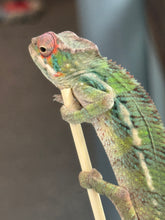 Load image into Gallery viewer, AMBILOBE Panther Chameleon: Magnus x Skittles (R3)