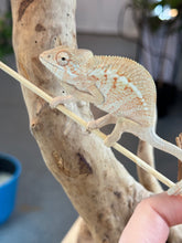 Load image into Gallery viewer, Ambiolbe FEMALE Panther Chameleon: (S1)