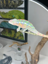 Load image into Gallery viewer, AMBILOBE Male Panther Chameleon: (E1)