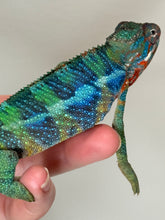 Load image into Gallery viewer, Stunning Ambilobe panther chameleon at FramsChams.com
