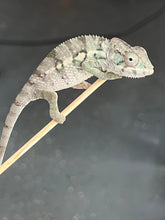 Load image into Gallery viewer, AMBILOBE male: Starburst x Margaret (R8)