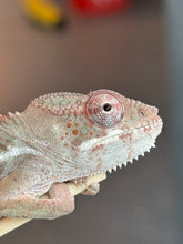 Load image into Gallery viewer, AMBILOBE Panther Chameleon: Starburst x Margaret (I8)