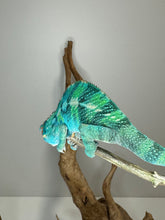 Load image into Gallery viewer, Ambilobe Panther Chameleon (E20)